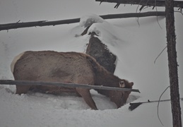 Scavaging Elk