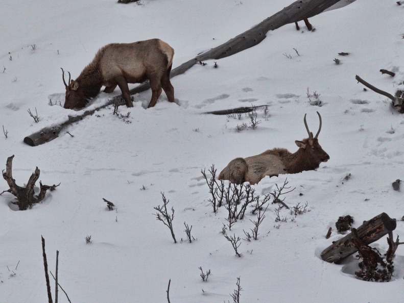 Elk in the Snow