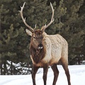 Roaming Elk