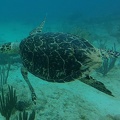 stcroix-sea-turtle
