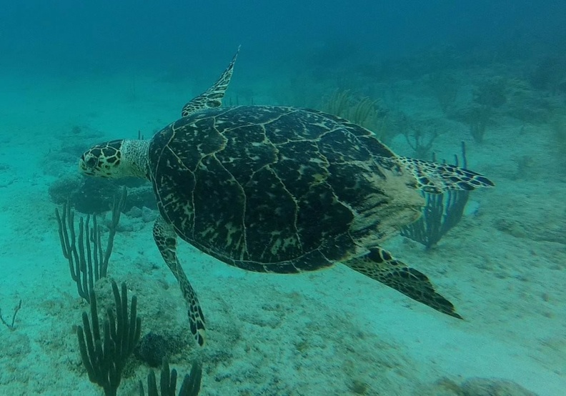 stcroix-sea-turtle.jpg